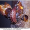 satyrium acaciae abdominalis shamkir larva2b